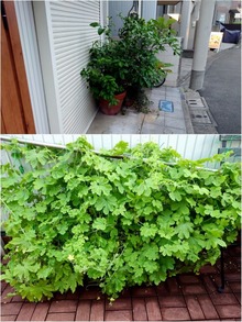 台風に備えて